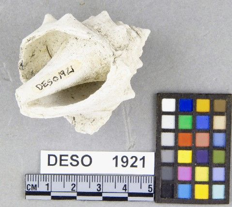 DESO    1921 -- Hammer