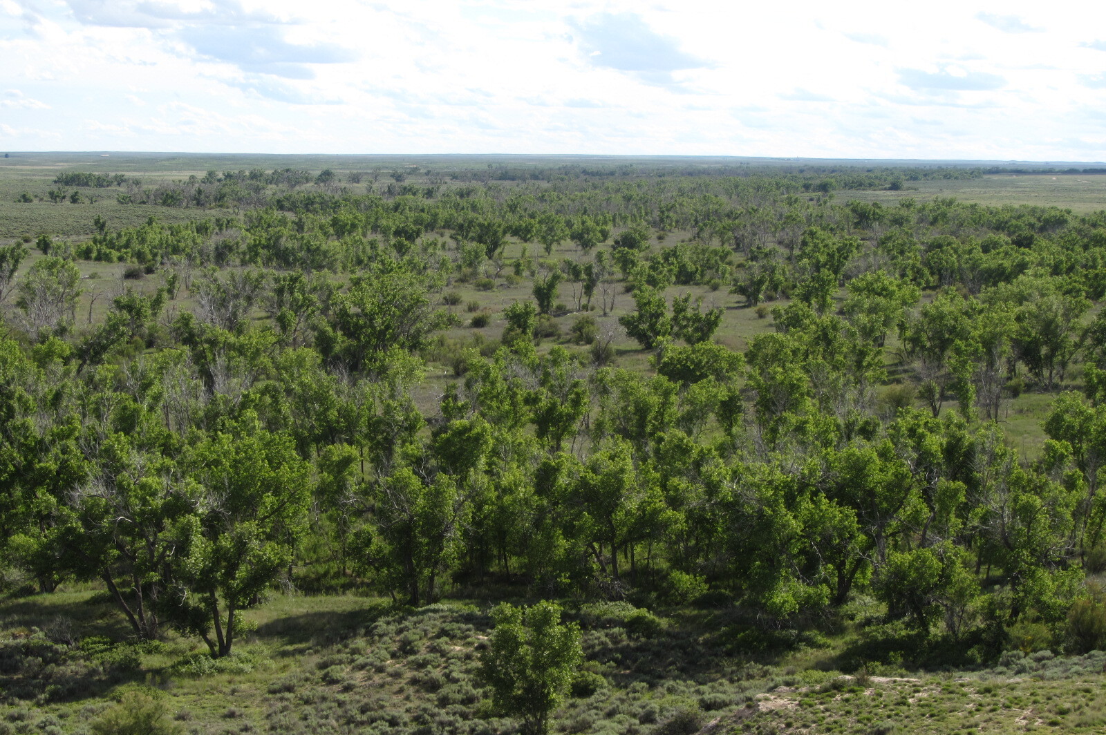 A green field with trees.