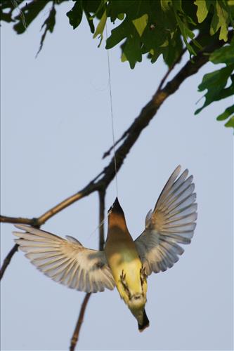 Cedar waxwing in Cuyahoga Valley National Park