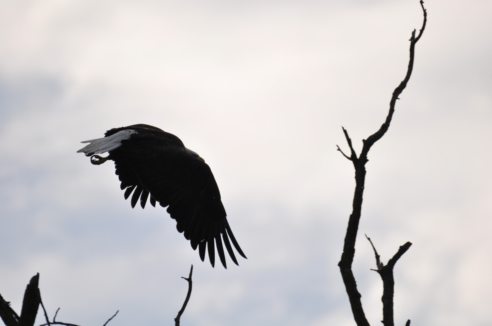American Bald Eagle in flight