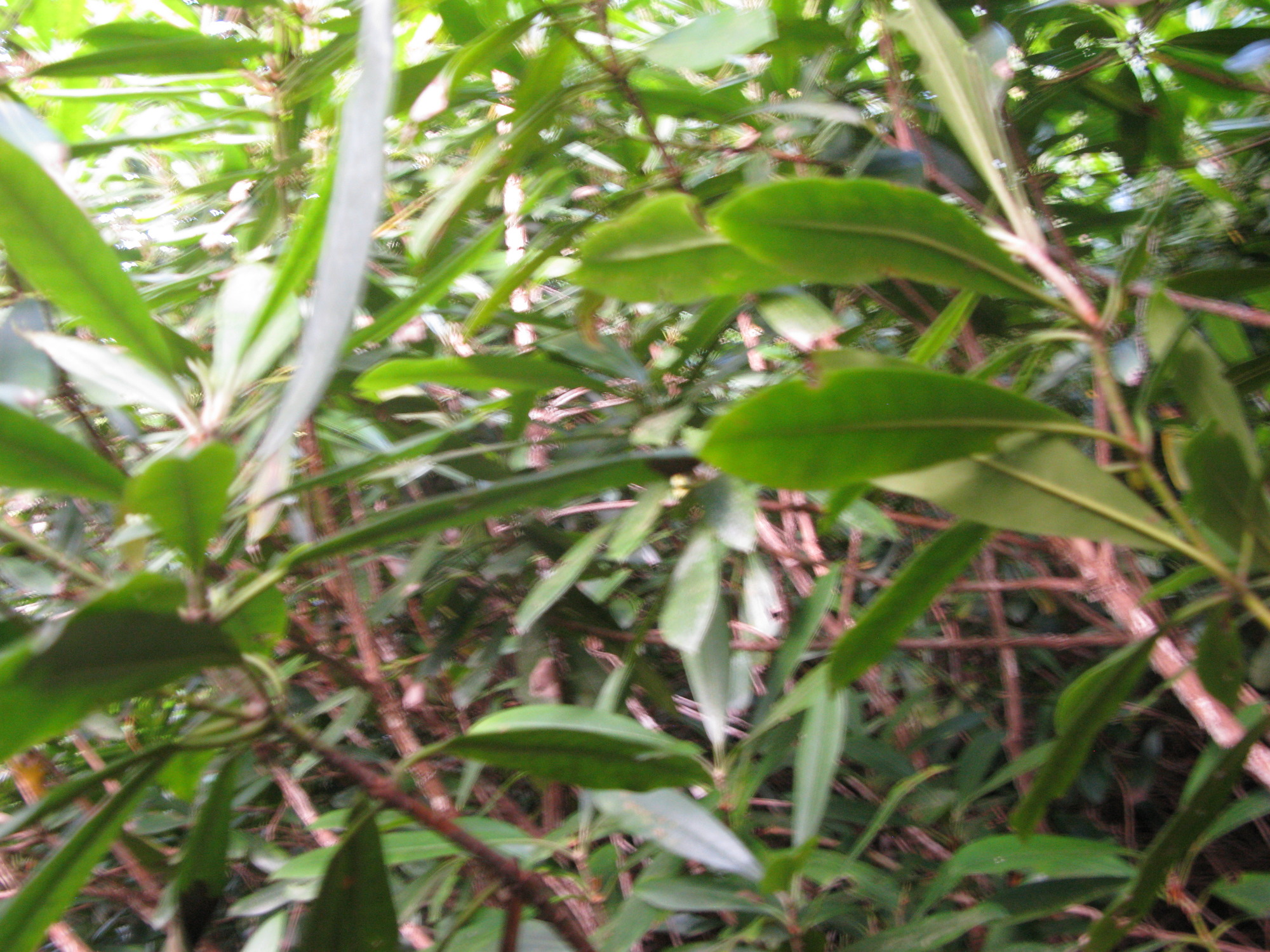 GRSM Accuracy Assessment. Plot Code: GRSM_AA_0026_5