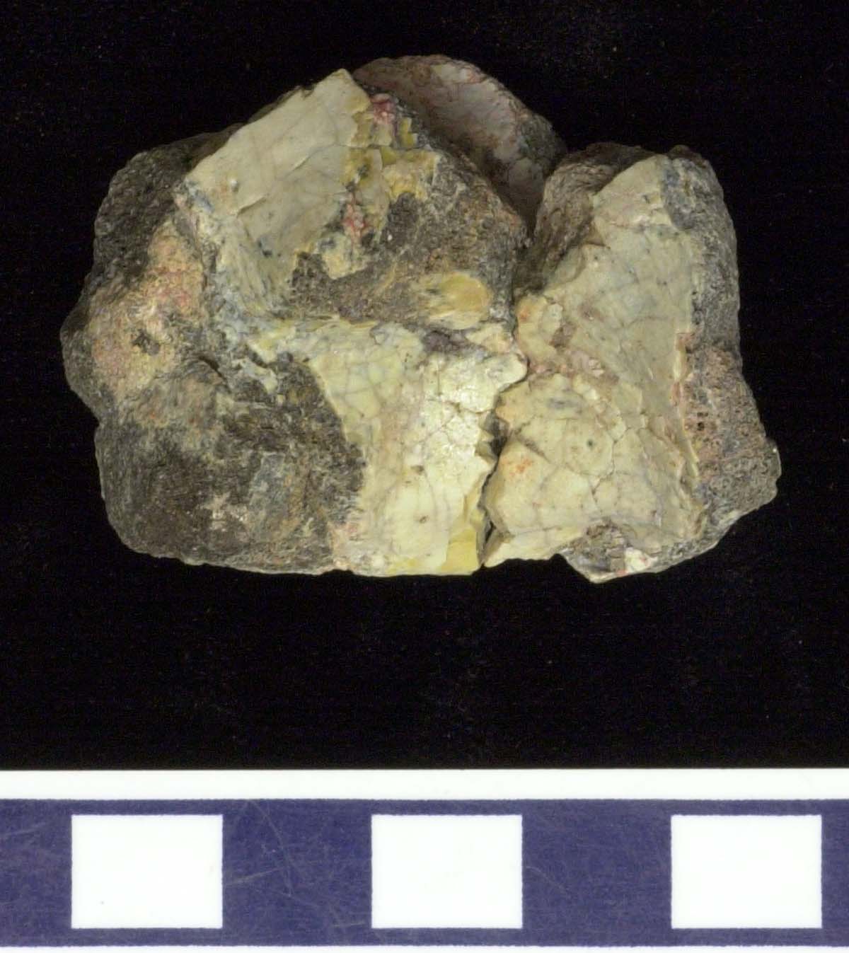 Phytosaur vertebra lateral