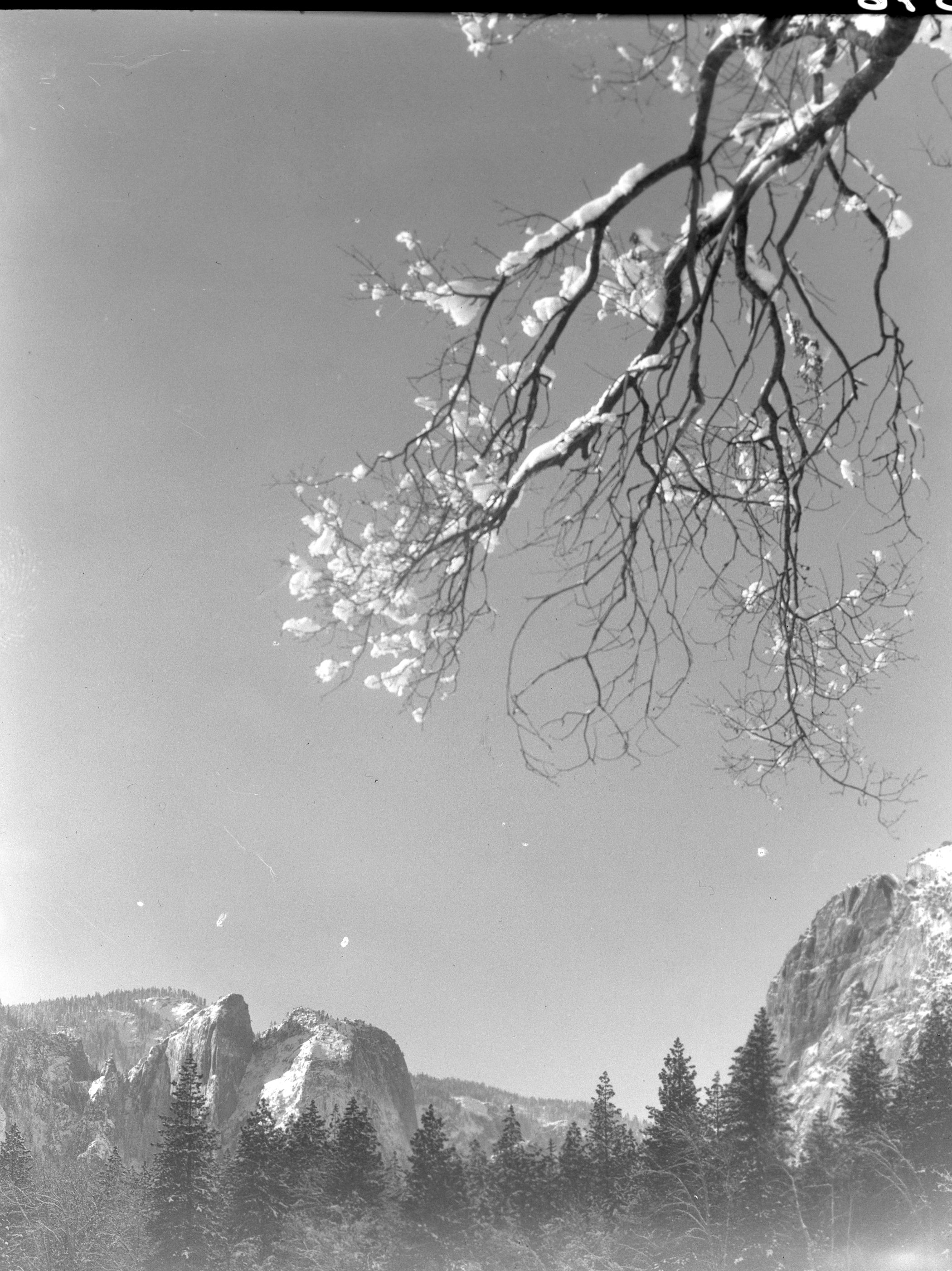 Cathedral Rocks with snow covered limb.