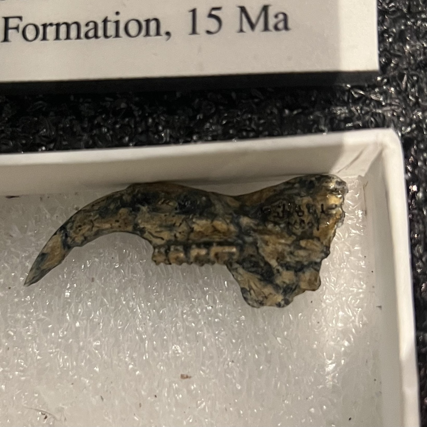 ground squirrel jaw fossil
