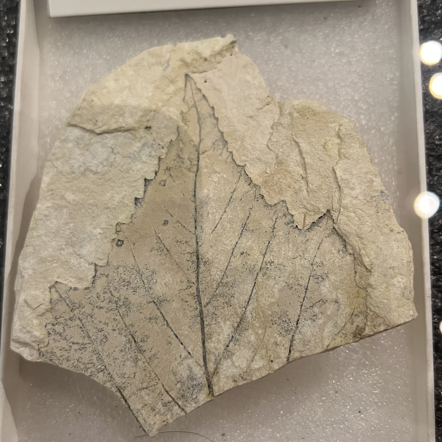 sycamore leaf fossil