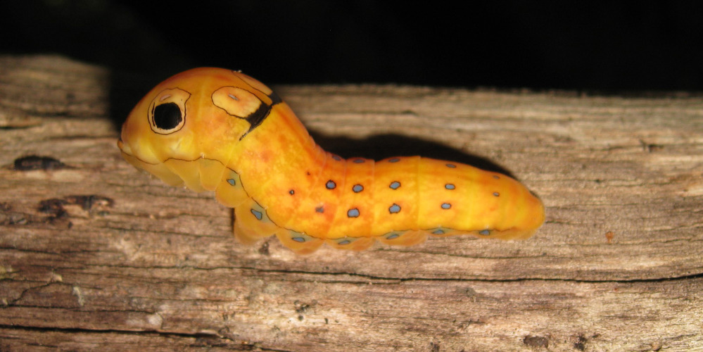 Spicebush Swallowtail Caterpillar