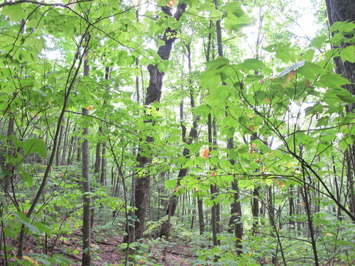 GRSM Accuracy Assessment. Plot Code: GRSM_AA_0783_4