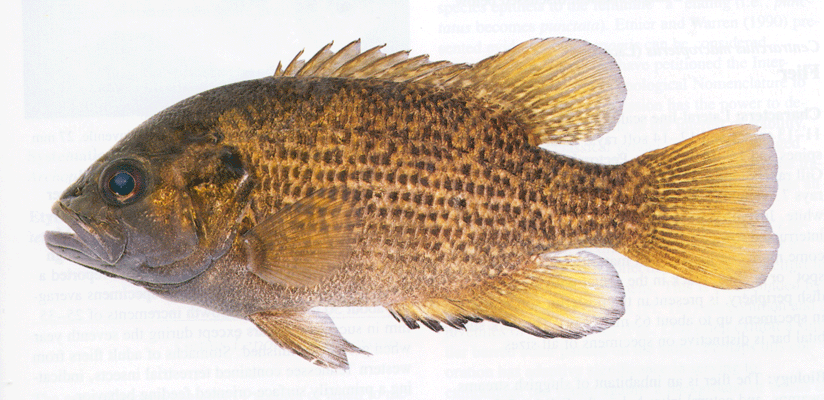 Image of Ambloplites rupestris, a species of Fish