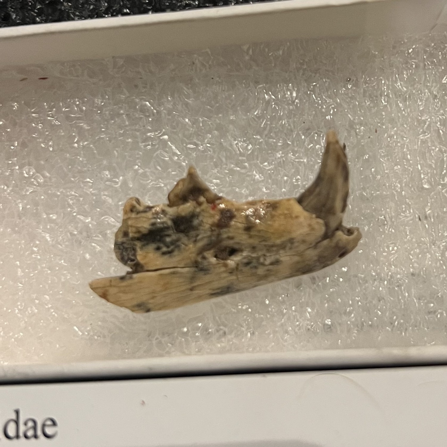 dog jaw fossil