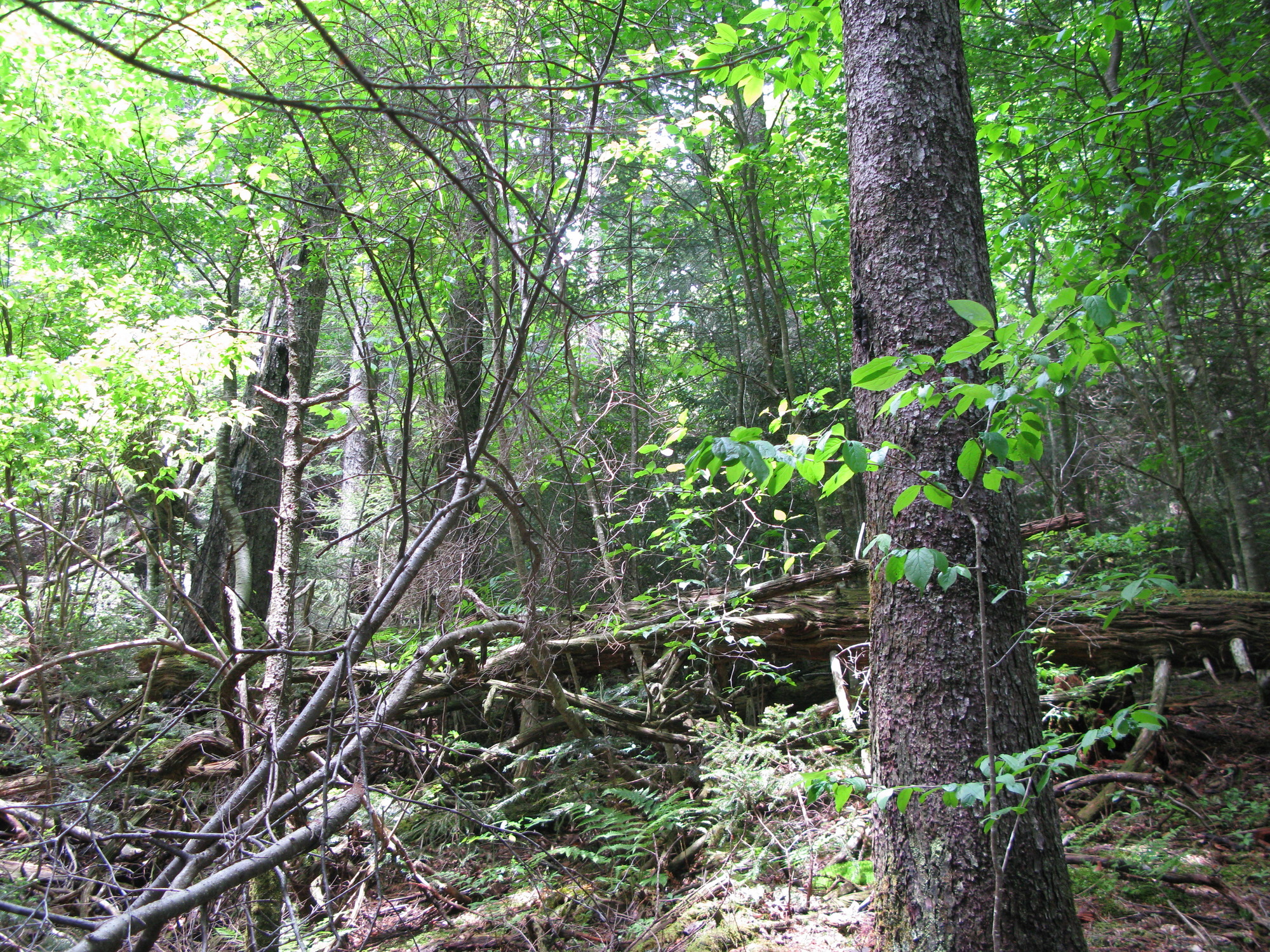 GRSM Accuracy Assessment. Plot Code: GRSM_AA_0138_2