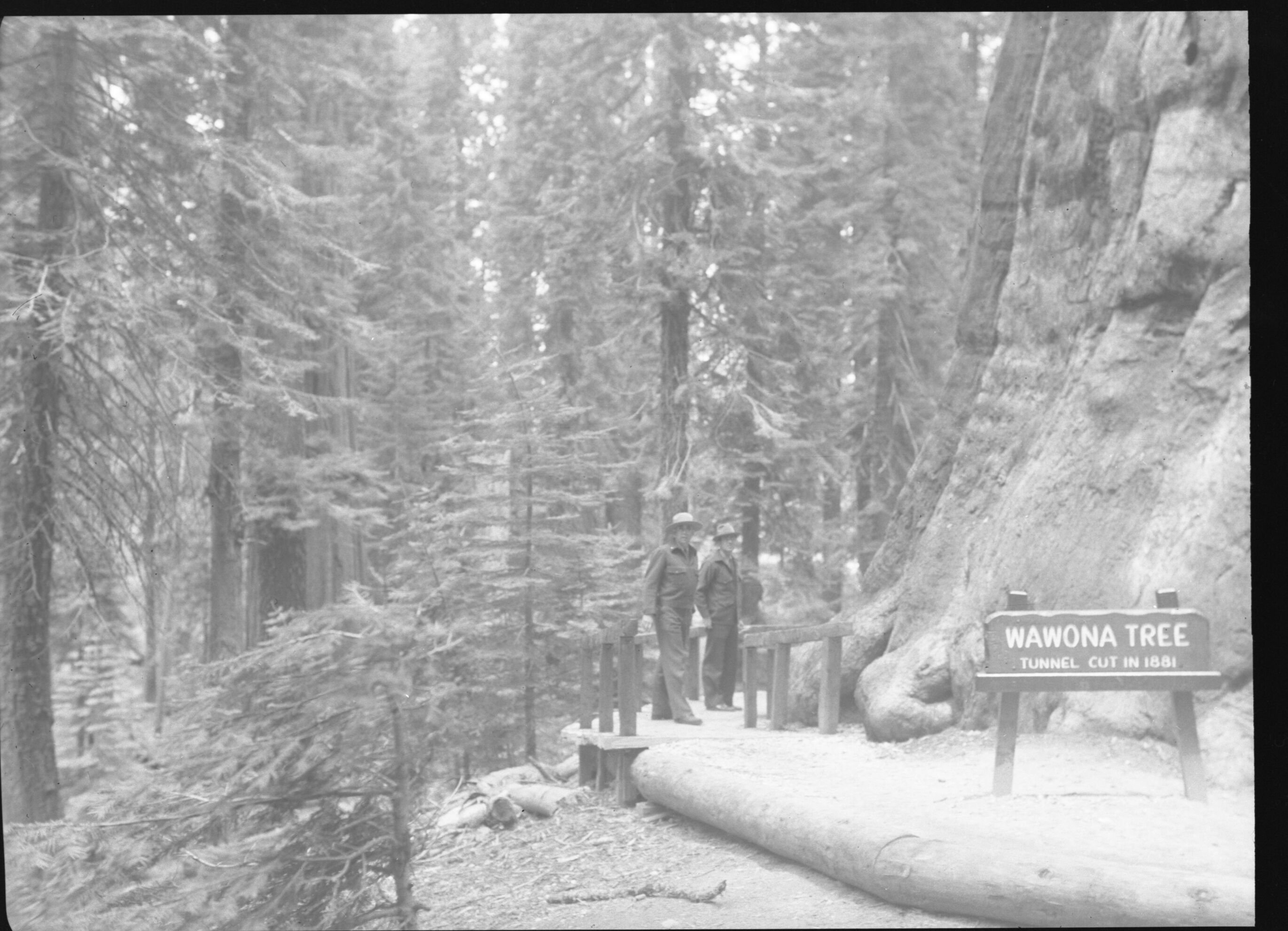 Wawona Tunnel Tree