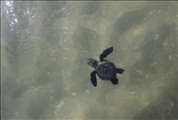 A hatchling Kemp's ridley sea turtle swims out to sea on 8 July 2011 after release from a corral at the 40 mile marker.. 