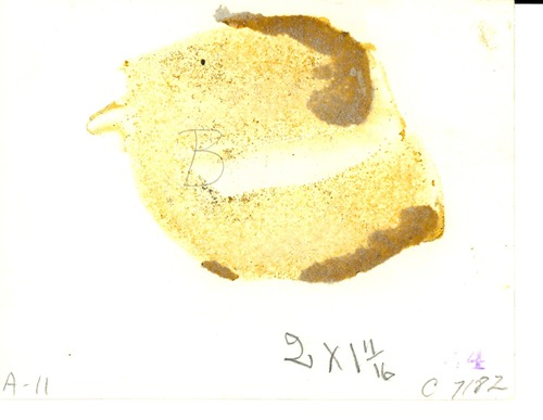 Reunion of 7th Cavalry with Crow and Cheyenne Indians