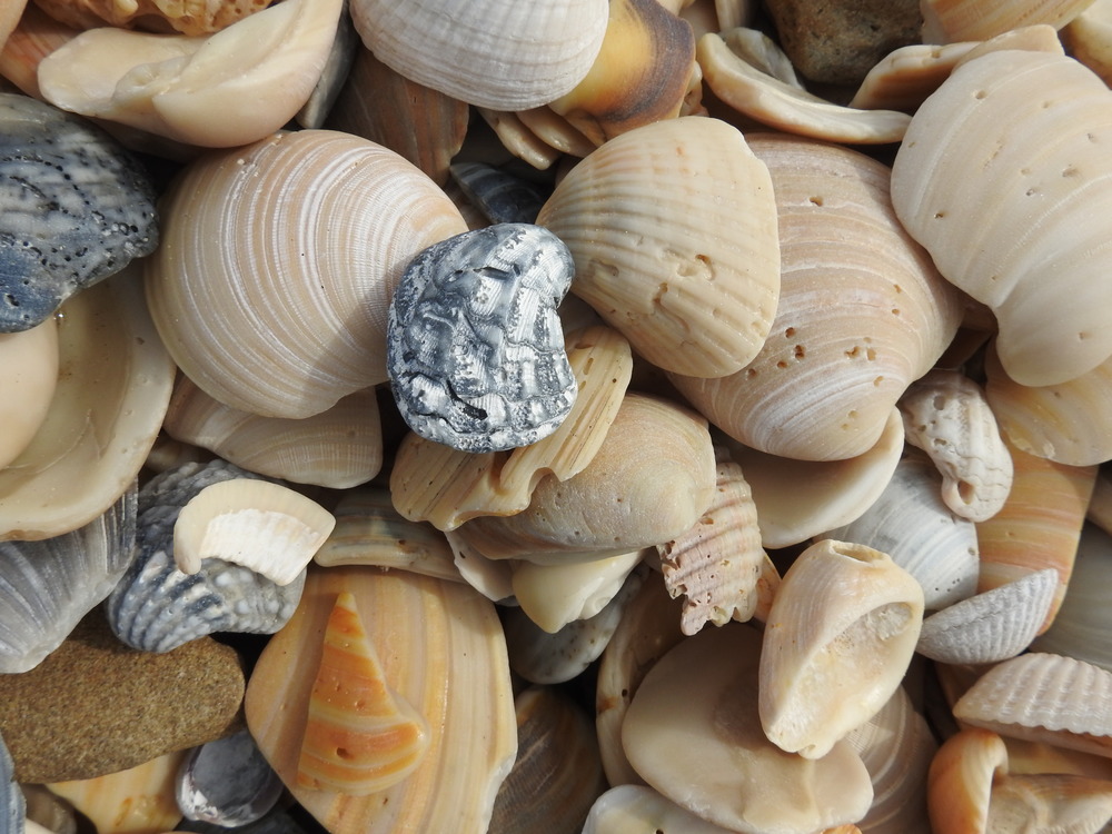 Shells on Big Shell Beach.