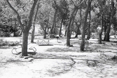 Trees, picnic tables, and grills in South Campground.