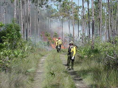 2001 Pinelands prescribed burn, Everglades NP