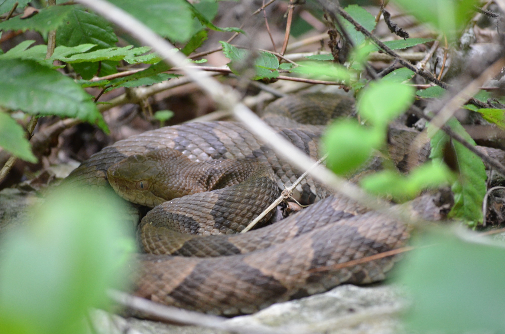 Eastern copperhead under a bush