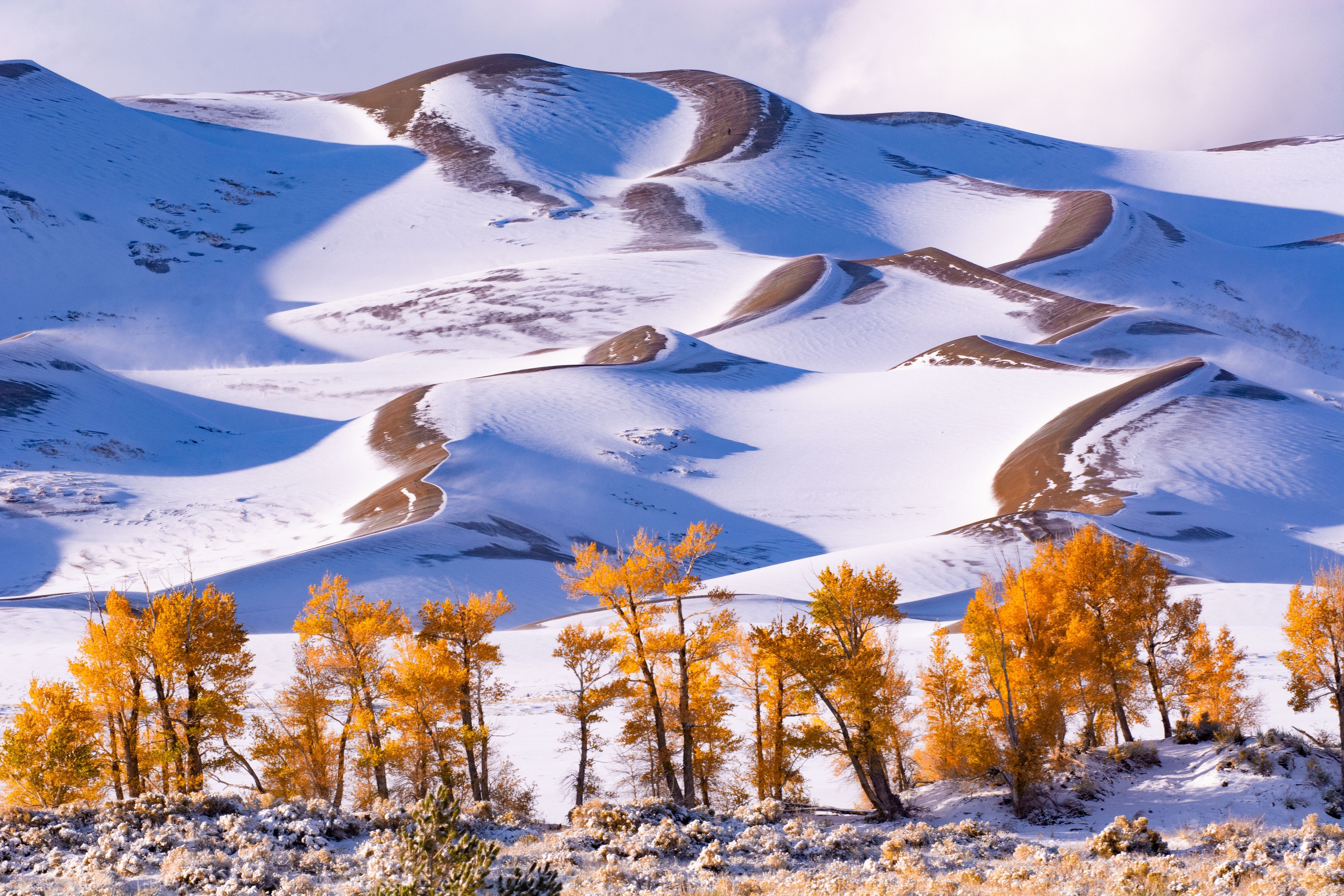 Gold cottonwood trees glow in late afternoon light below snowy dunes.