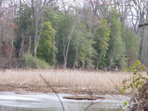 a Bald Eagle at Accokeek