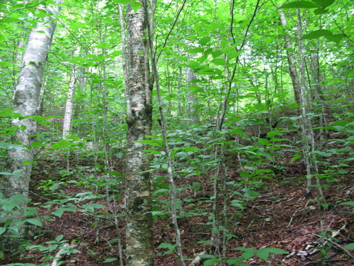 Plot Code: GRSM_AA_0610_2