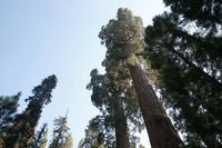 A view up to the tops of sequoias and other trees