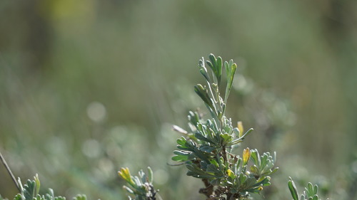 A close up view of big sagebrush