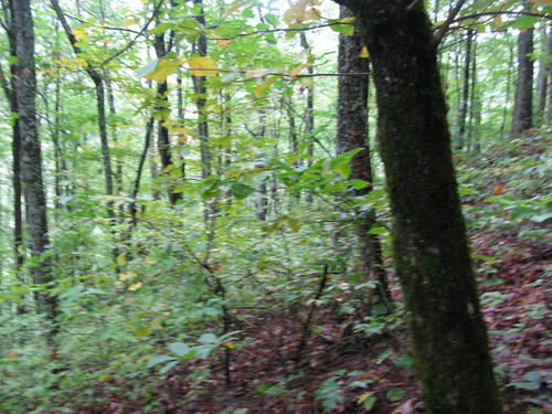 GRSM Accuracy Assessment. Plot Code: GRSM_AA_0227_2