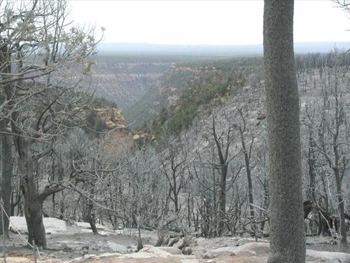 Canyon burn areas depicted in surface photos in the aftermath of the Long Mesa Fire, Mesa Verde National Park, August 2002