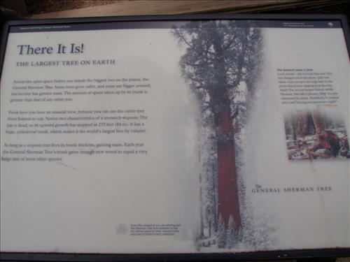 Giant Forest--Sherman Tree Area--waysides--Sequoia and Kings Canyon National Parks--11/2009