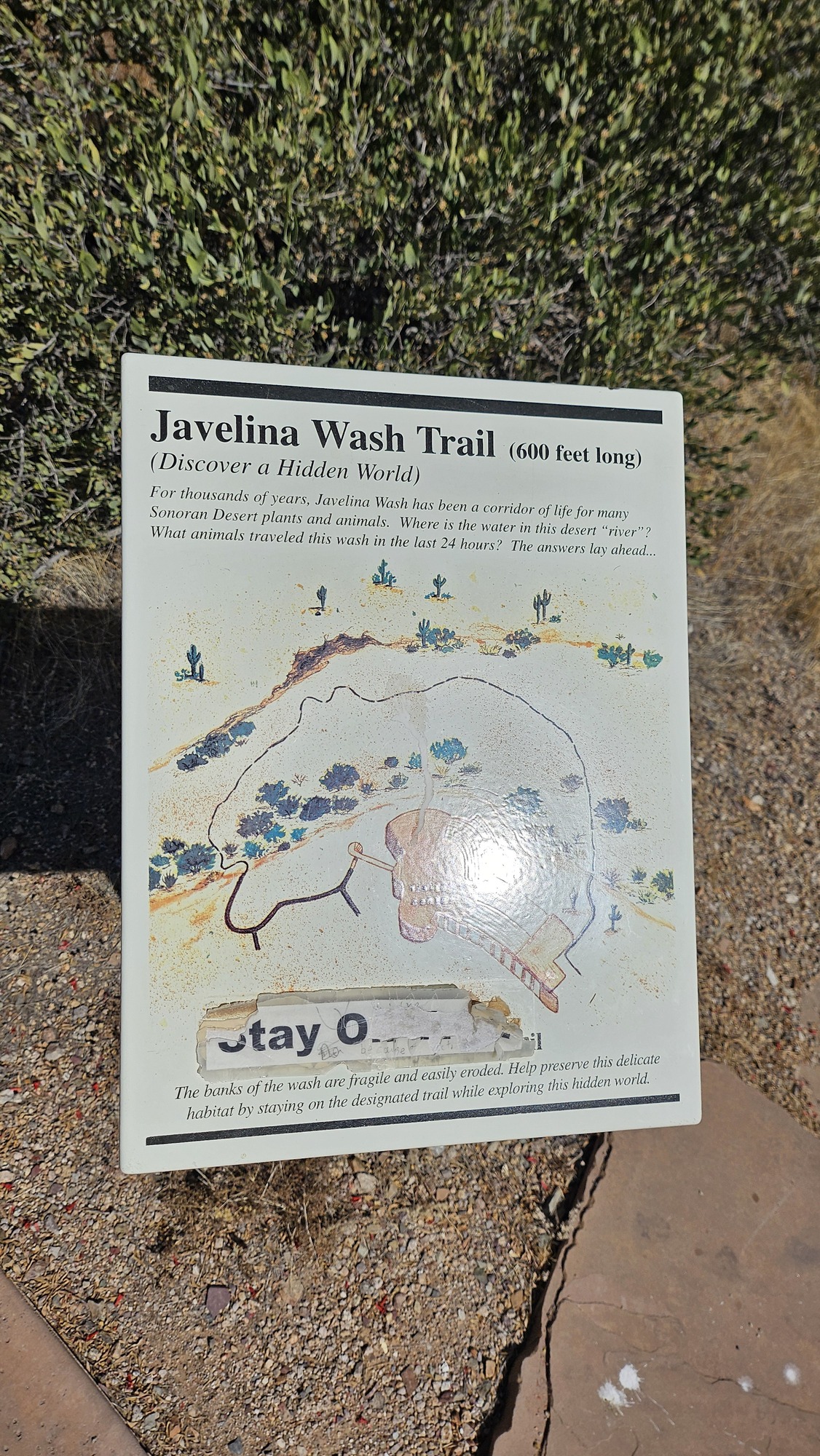Vertical image. A medium metal trailhead sign is seen from above. The top reads "Javelina Wash Trail (600 feet long) in black text. Just below that title, smaller text reads "(Discover a hidden world) For thousands of years, Javelina Wash has been a corridor of life for many Sonoran Desert plants and animals. Where is the water in this desert "river"? What animals traveled this wash in the last 24 hours? The answers lay ahead..." Below that text is a simple illustration of the trail route around the building. And just below the map illustration it reads in fine print "The banks of the wash are fragile and easily eroded. Help preserve this delicate habitat by staying on the designated trail while exploring this hidden world."