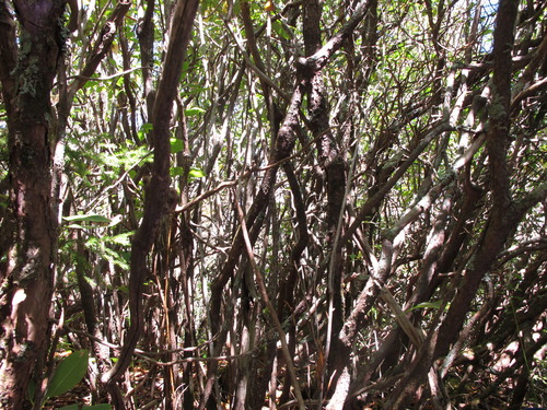 GRSM Accuracy Assessment. Plot Code: GRSM_AA_0312_2