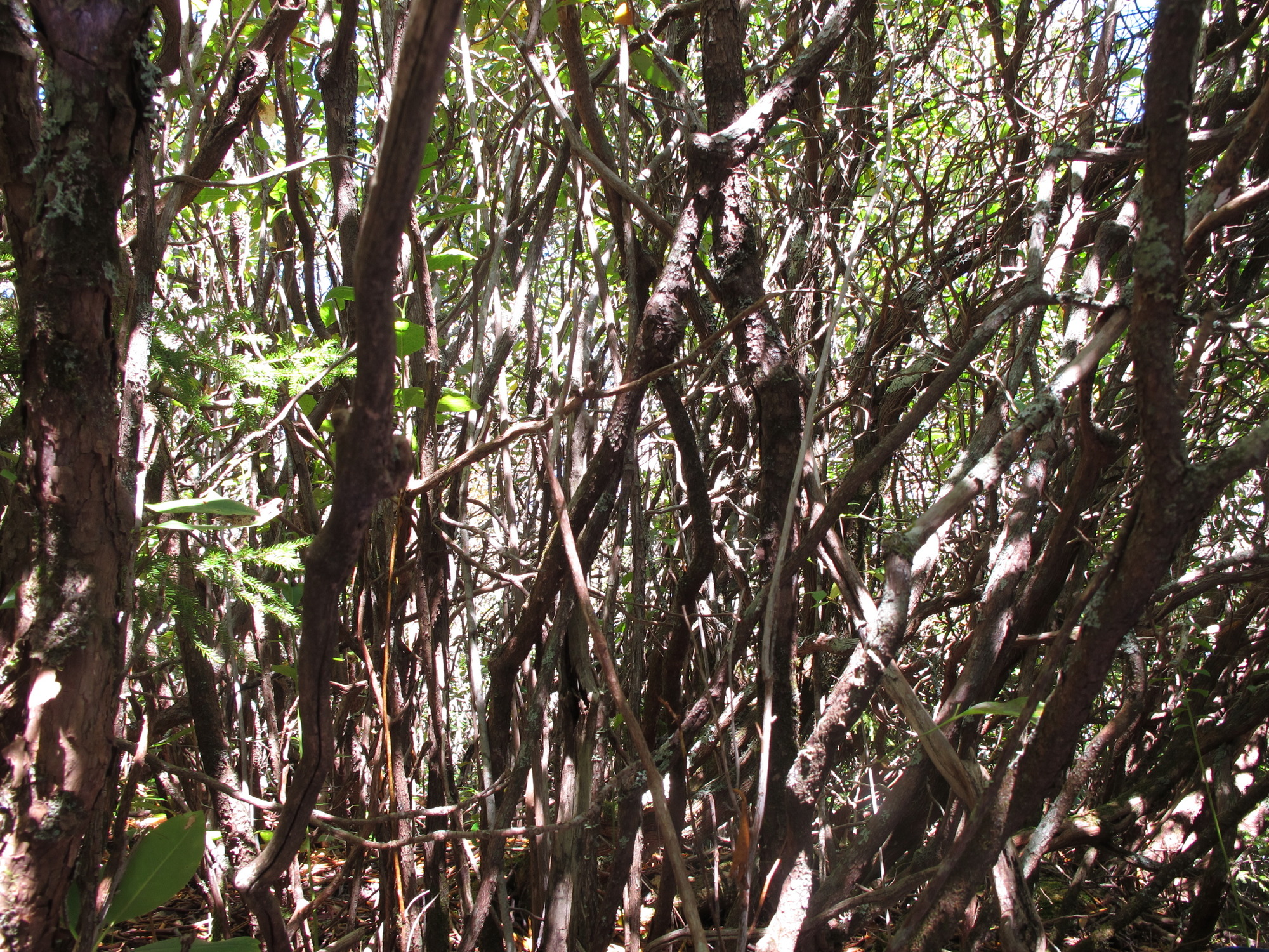 GRSM Accuracy Assessment. Plot Code: GRSM_AA_0312_2