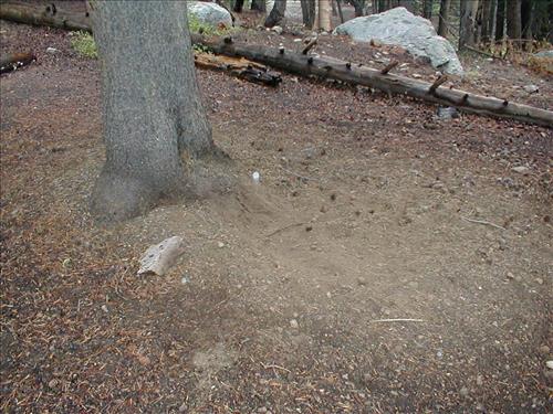 Camp used by Cottonwood Pack Station at Lower Rock Creek Crossing, Sequoia and Kings Canyon National Park