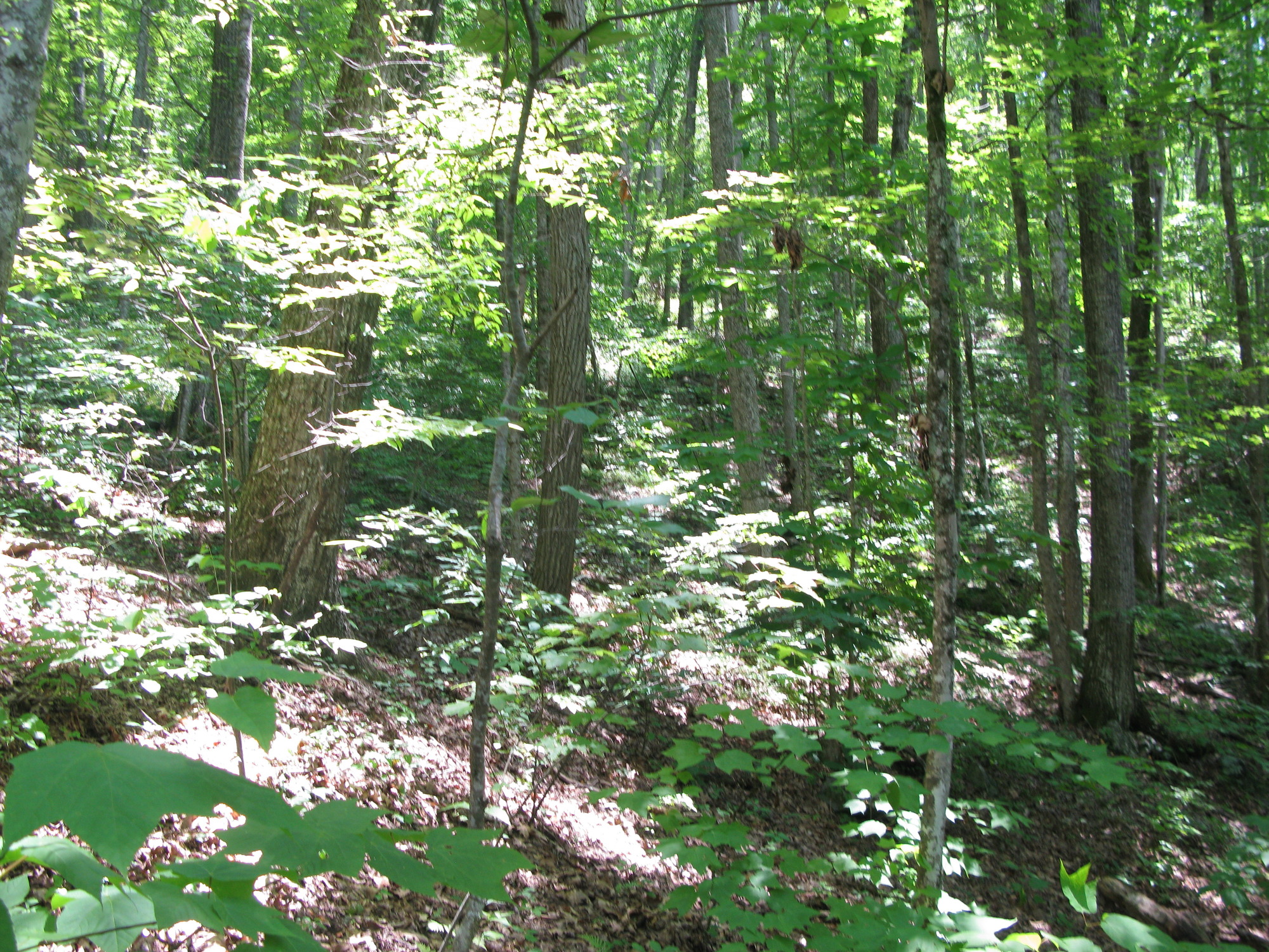 GRSM Accuracy Assessment. Plot Code: GRSM_AA_0089_4