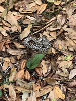 small snake on forest floor