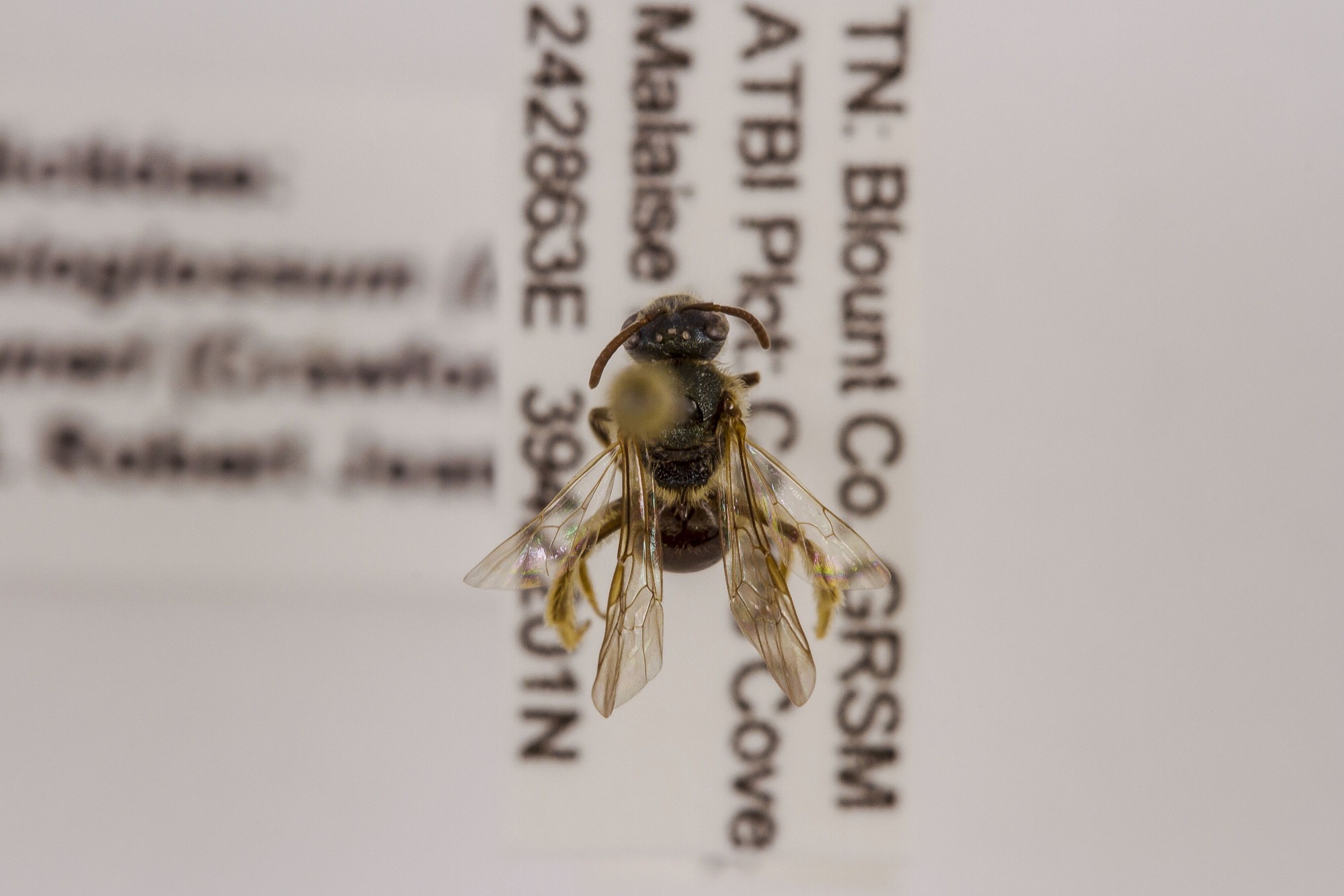 Image of Lasioglossum bruneri, a species of Animalia