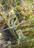 A large animal resembling a slug crawls through seagrass under water. The animal is yellow-green with many ring-shaped spots covering it. Two stalks protrude up from its head.
