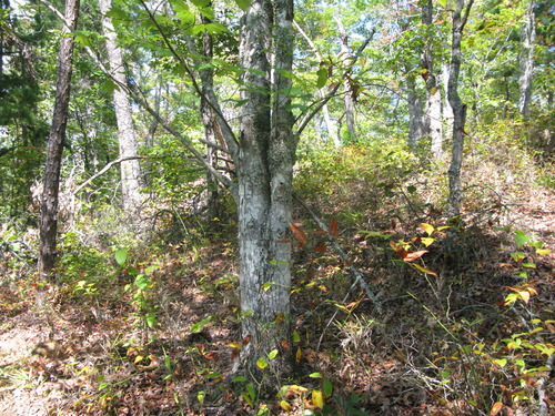 GRSM Accuracy Assessment. Plot Code: GRSM_AA_0234_2