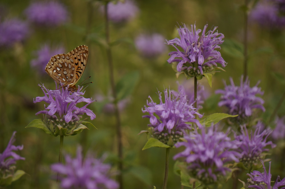 A butterfly drinking the nectar from a wildflower