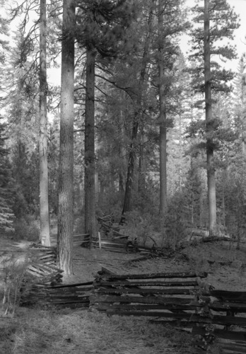 Trees and rail fence along Cuneo property.