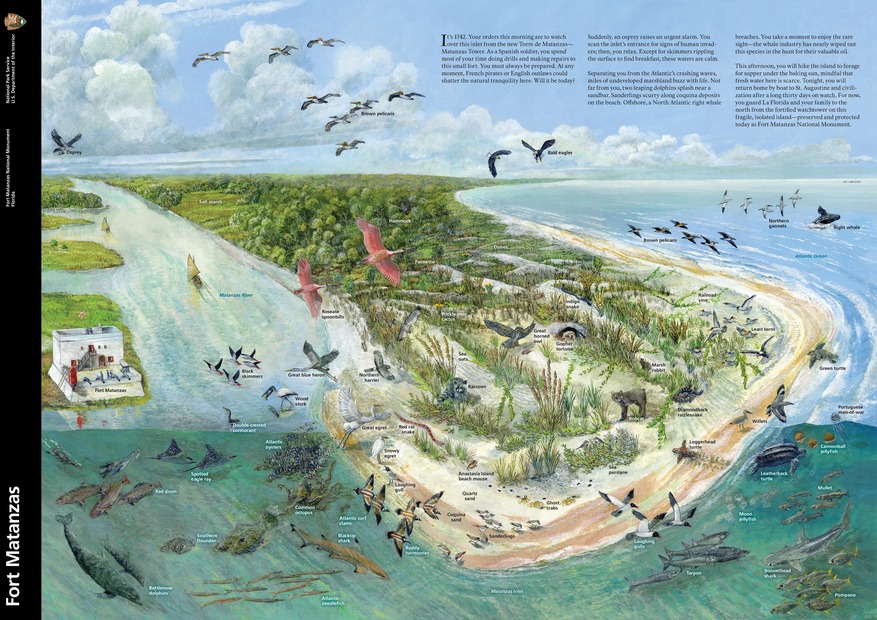 park brochure showing a wild peninsula with different plants and animals labeled on the left side a drawing of fort matanzas