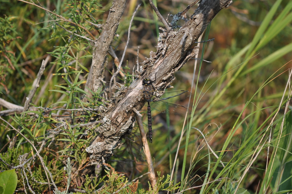 A dragonfly perched on a branch