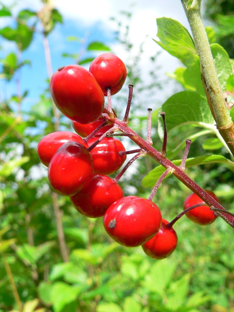 Red baneberry berries