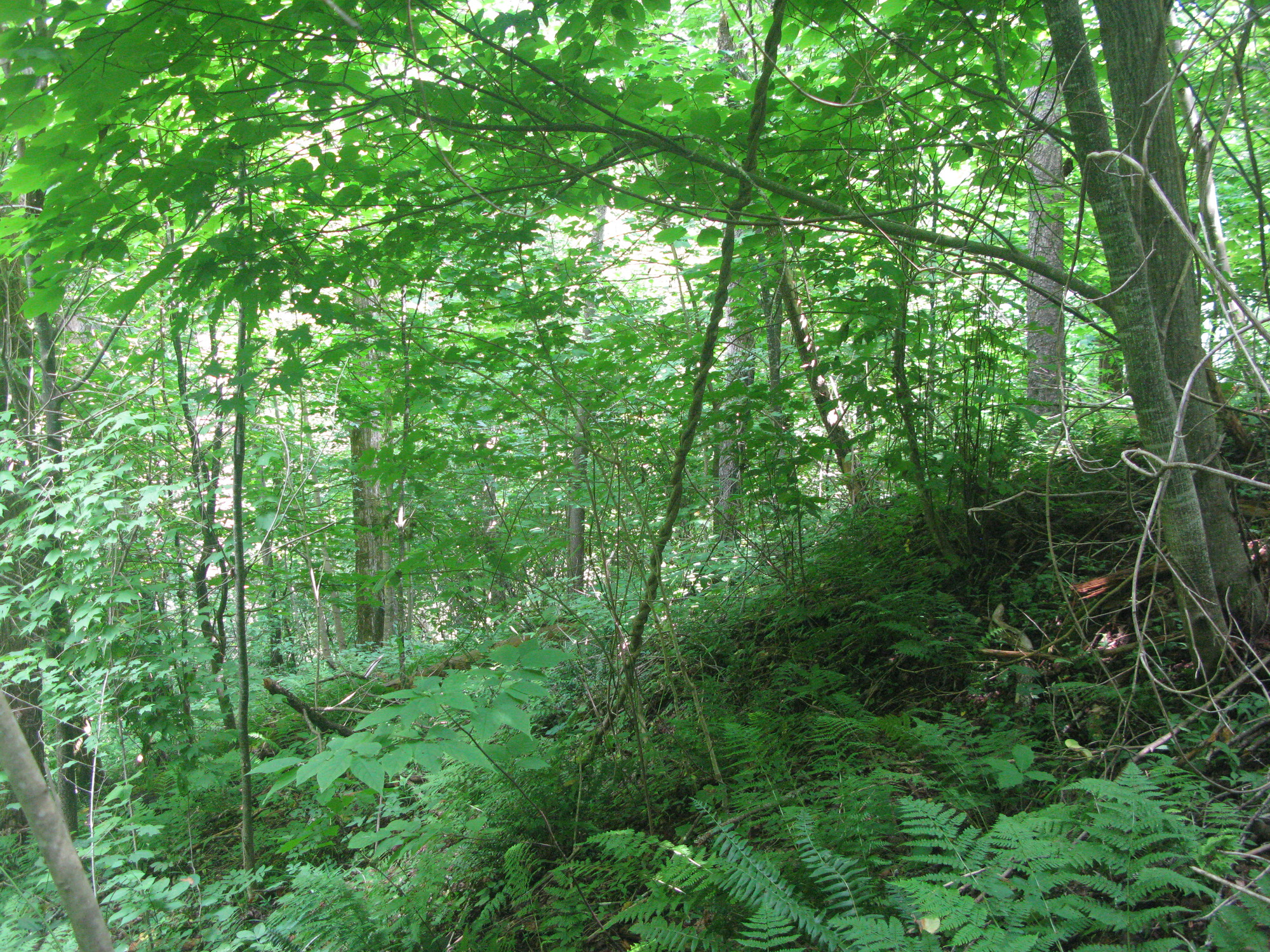 GRSM Accuracy Assessment. Plot Code: GRSM_AA_0751_2