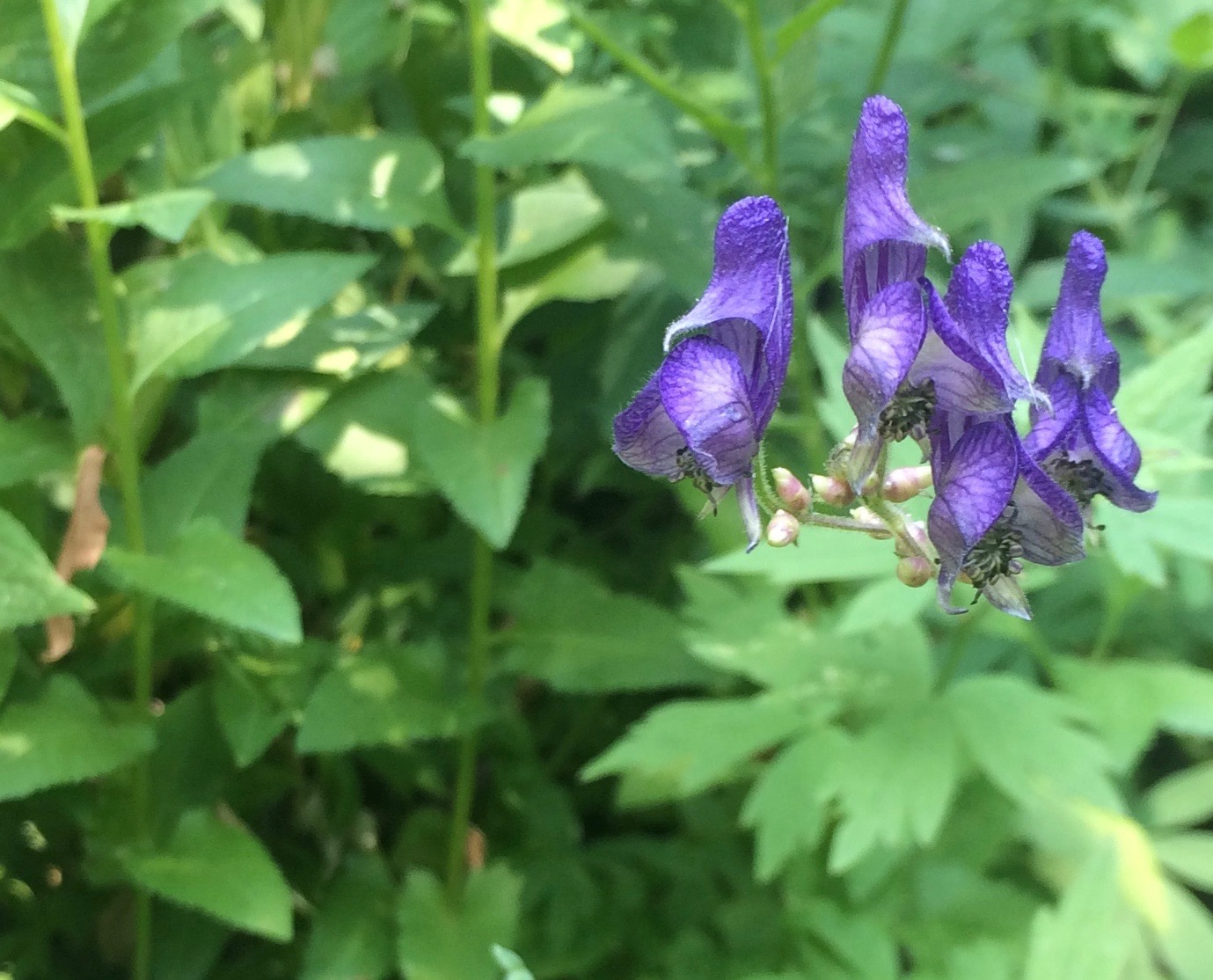Howell's Monkshood (Aconitum columbianum ssp. viviparum)