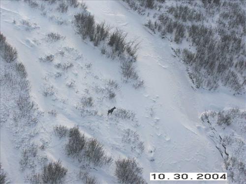 7 Gates of the Arctic National Park and Preserve Koyukuk Moose Survey 2004