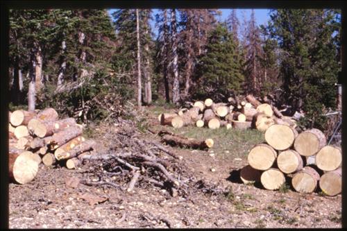 NPS Fire Use Modules Perform Emergency            Fuel Reduction Treatments at Cedar Breaks National Monument, June 2002