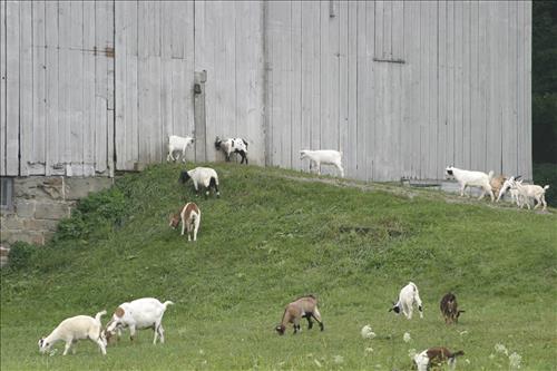 Goatfeathers Point Farm