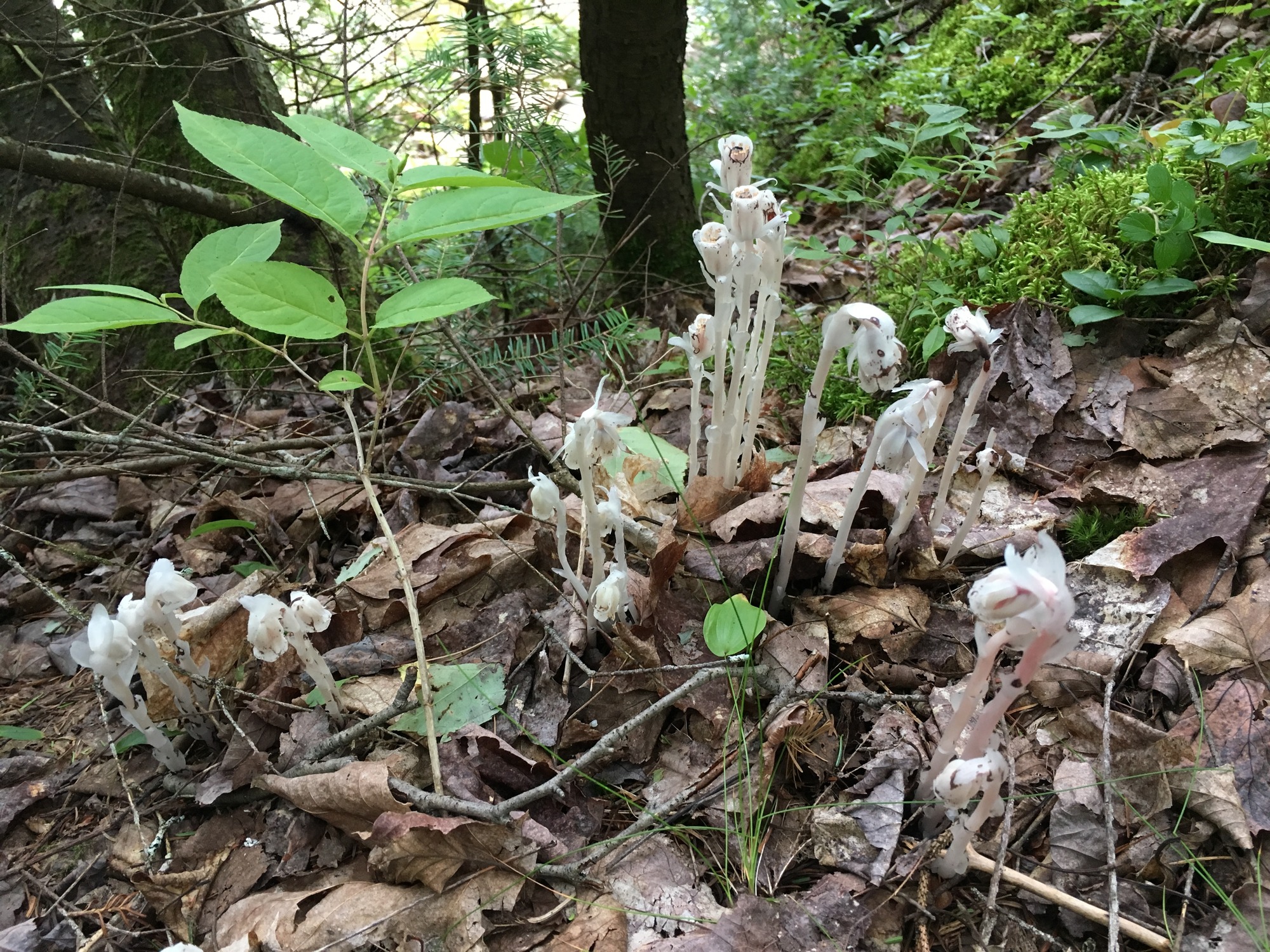 Cluster of white stemmed plants growing out of old leaves on the forest floor. It is completely white in appearance, although individuals can have pink coloration and black specks.