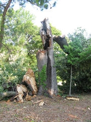 fallen oak tree